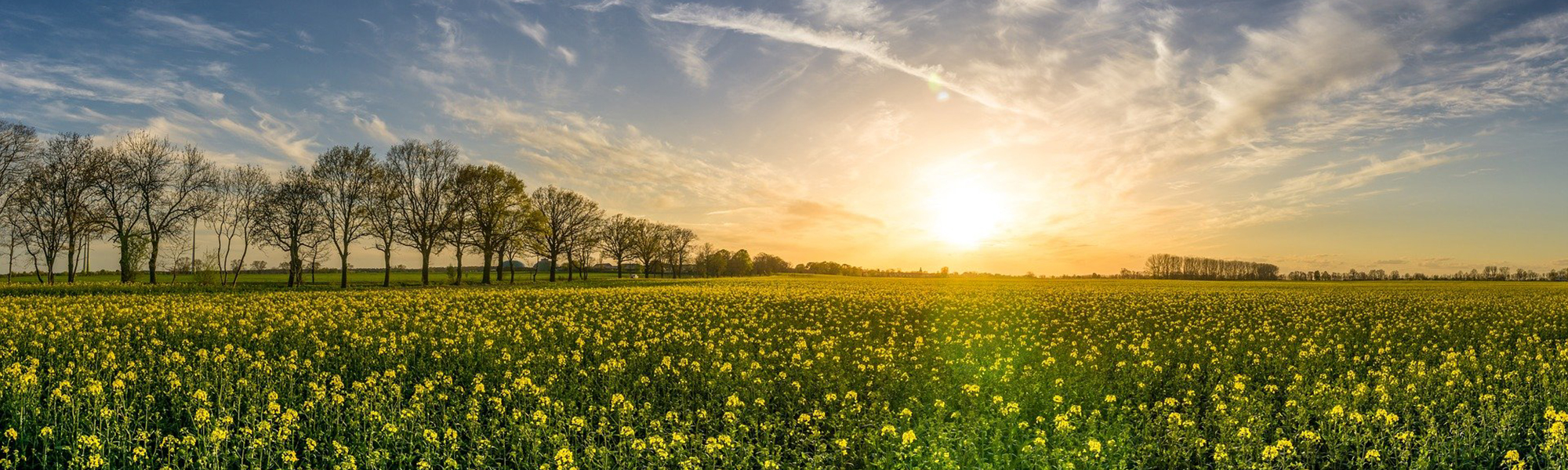 東京家政大学 大学子ども子育てホームページ
